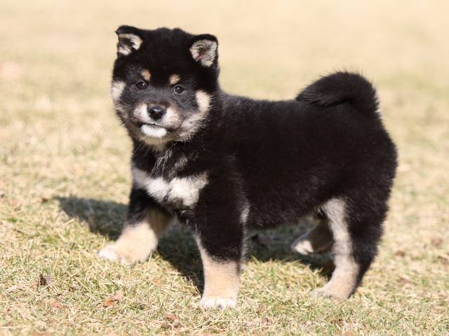 FP5A6329-puppy FP5A6329-puppy