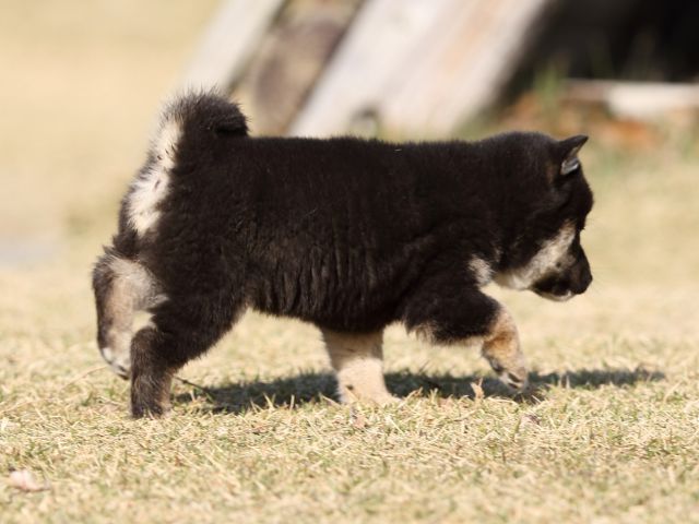 FP5A6399-puppy FP5A6399-puppy