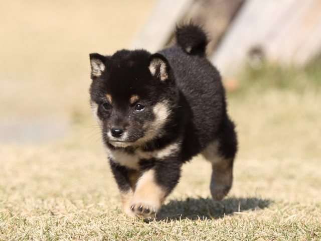 FP5A6407-puppy FP5A6407-puppy