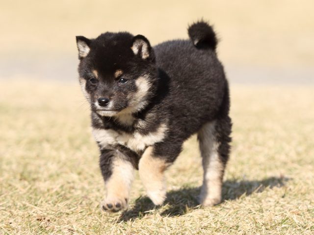 FP5A6417-puppy FP5A6417-puppy