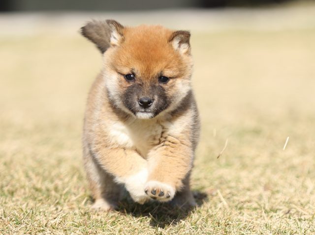 FP5A6456-puppy FP5A6456-puppy