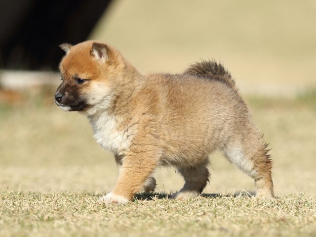 FP5A6491-puppy FP5A6491-puppy