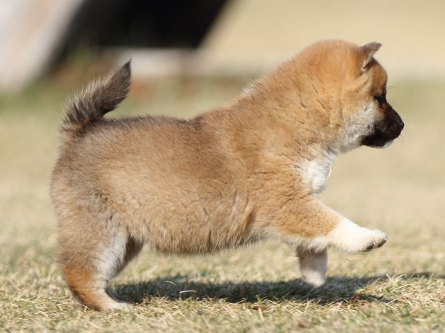 FP5A6542-puppy FP5A6542-puppy