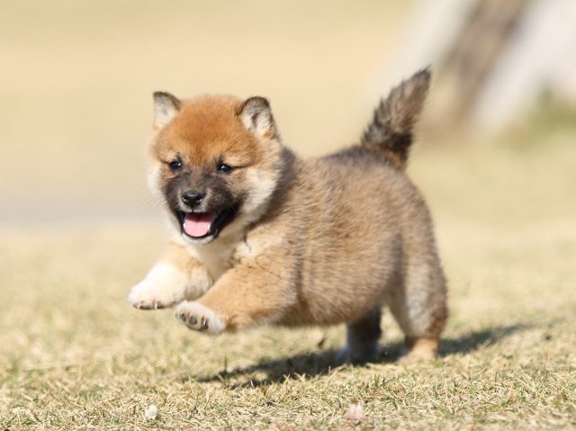 FP5A6560-puppy FP5A6560-puppy