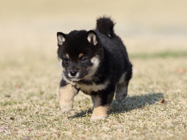 FP5A6630-puppy FP5A6630-puppy
