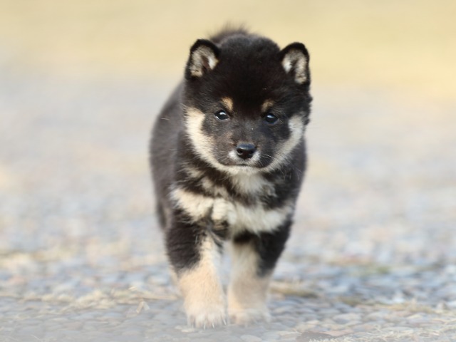 FP5A6641-puppy FP5A6641-puppy