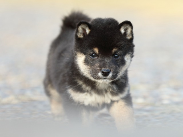 FP5A6643-puppy FP5A6643-puppy
