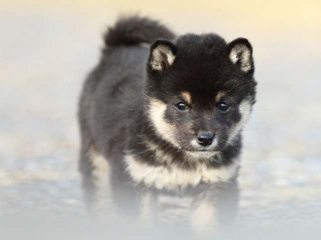 FP5A6644-puppy FP5A6644-puppy