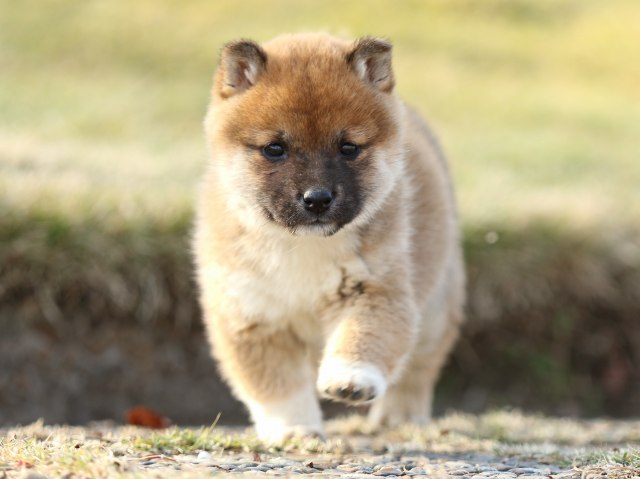 FP5A6719-puppy FP5A6719-puppy
