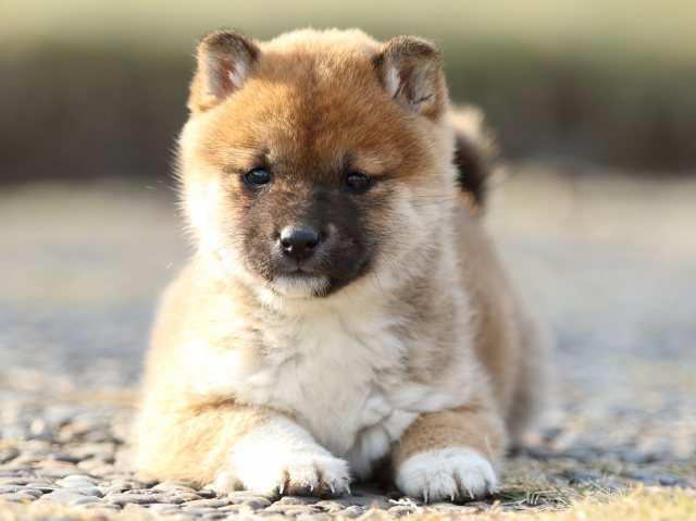 FP5A6912-puppy FP5A6912-puppy