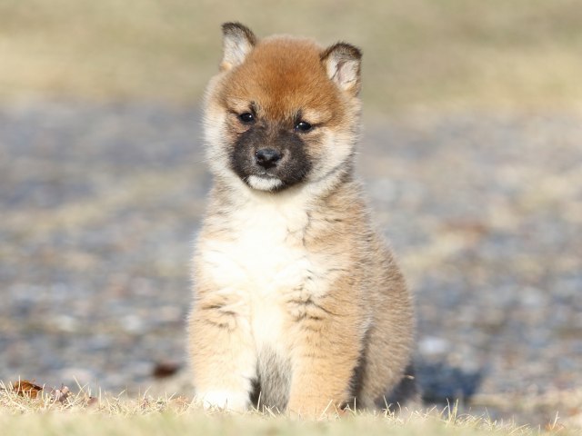 FP5A6919-puppy FP5A6919-puppy