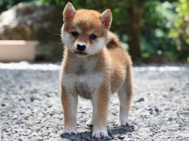IMG_0153-shiba-puppy