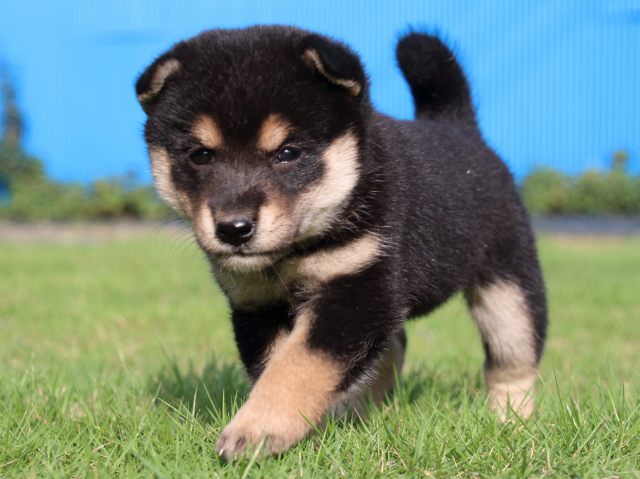 IMG_2397-shiba-puppy IMG_2397-shiba-puppy