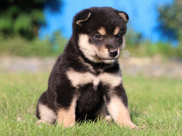 IMG_2422-shiba-puppy IMG_2422-shiba-puppy