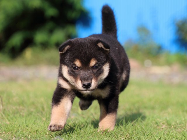 IMG_2424-shiba-puppy IMG_2424-shiba-puppy