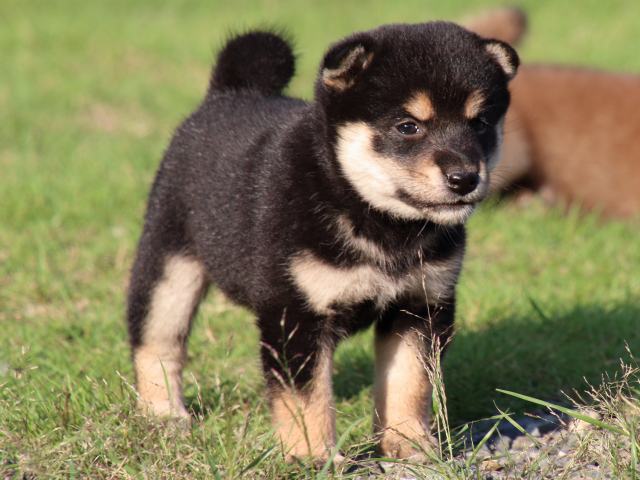 IMG_2573-shiba-puppy IMG_2573-shiba-puppy