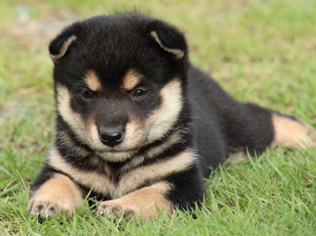 IMG_2588-shiba-puppy IMG_2588-shiba-puppy