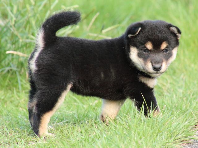 IMG_2638-shiba-puppy IMG_2638-shiba-puppy
