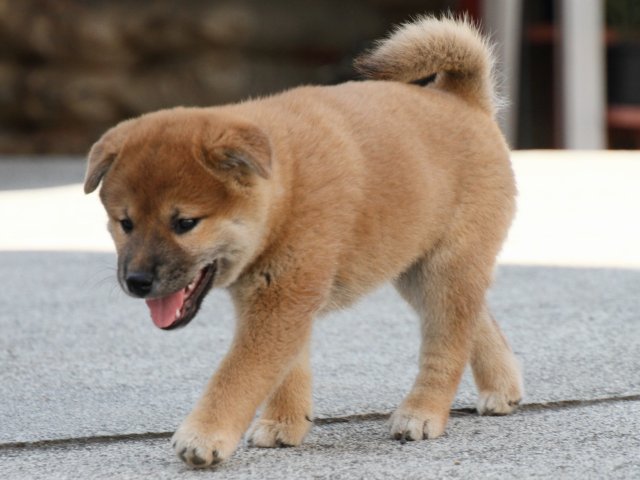 IMG_3395-shiba-puppy IMG_3395-shiba-puppy