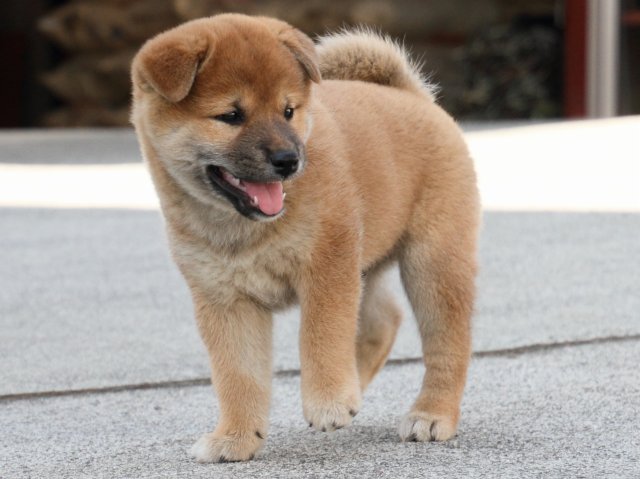 IMG_3438-shiba-puppy IMG_3438-shiba-puppy