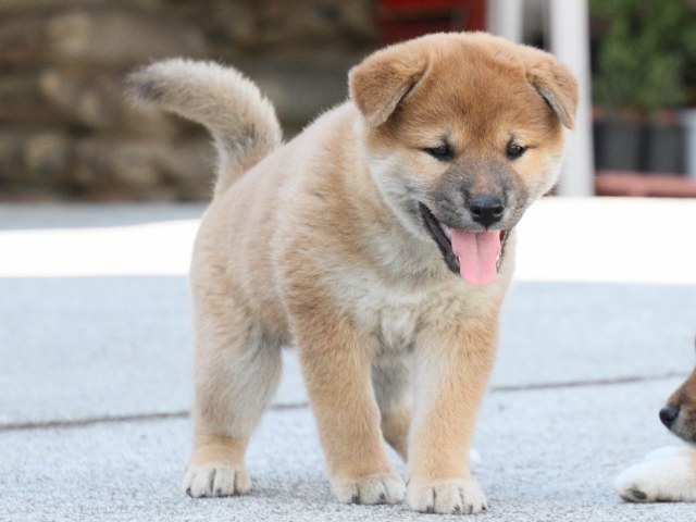 IMG_3454-shiba-puppy IMG_3454-shiba-puppy