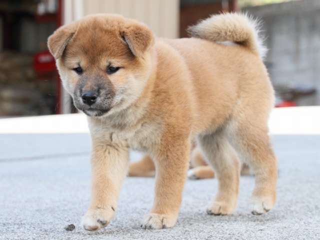 IMG_3464-shiba-puppy IMG_3464-shiba-puppy