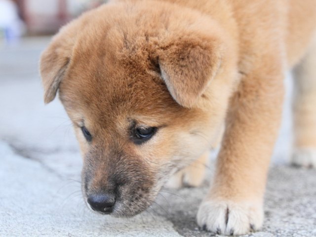 IMG_3470-shiba-puppy IMG_3470-shiba-puppy