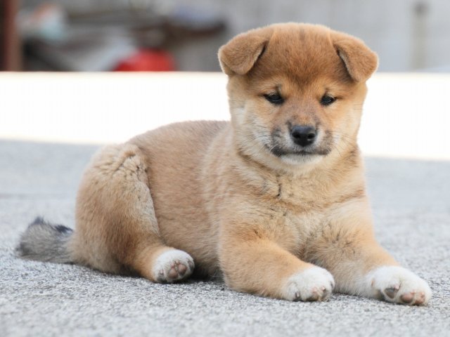 IMG_3483-shiba-puppy IMG_3483-shiba-puppy