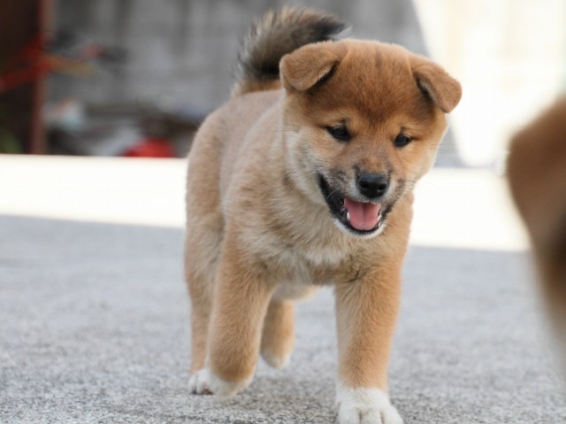 IMG_3486-shiba-puppy IMG_3486-shiba-puppy