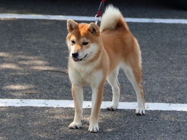 2014年9月28日 アキちゃんID2224 | 【柴犬.net】柴犬専門