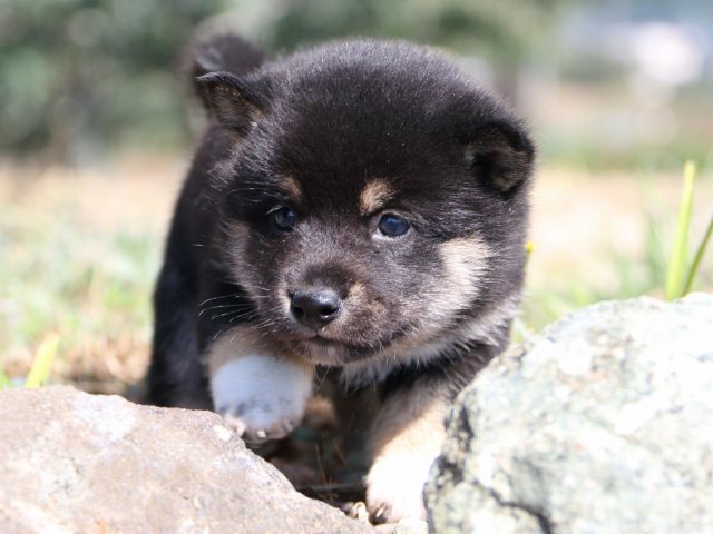 IMG_3898-shiba-puppy IMG_3898-shiba-puppy