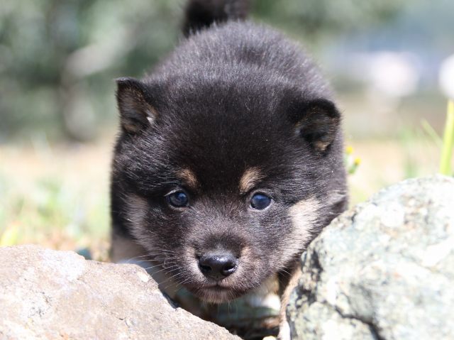IMG_3903-shiba-puppy IMG_3903-shiba-puppy