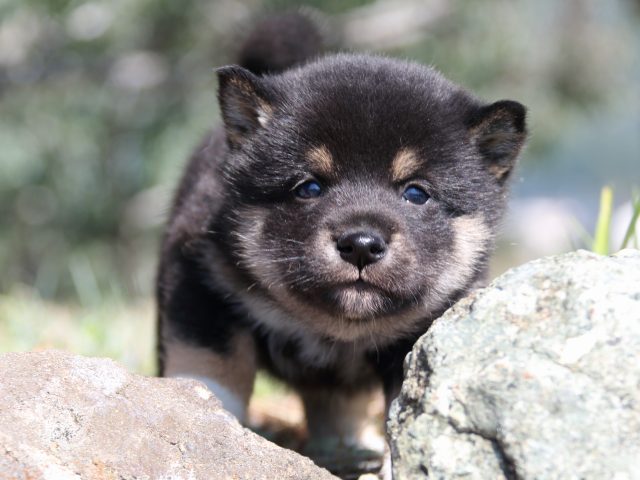 IMG_3905-shiba-puppy IMG_3905-shiba-puppy