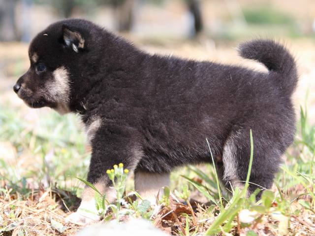 IMG_3929-shiba-puppy IMG_3929-shiba-puppy