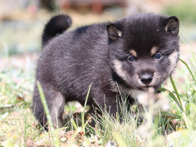 IMG_3936-shiba-puppy IMG_3936-shiba-puppy