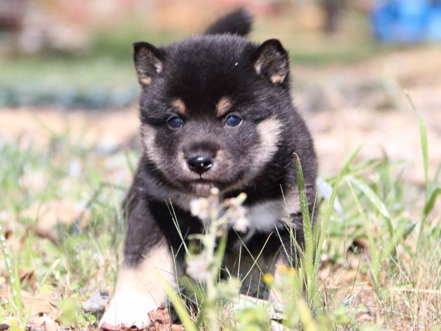 IMG_3938-shiba-puppy IMG_3938-shiba-puppy