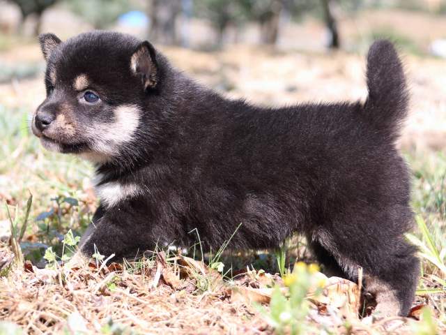 IMG_3990-shiba-puppy IMG_3990-shiba-puppy