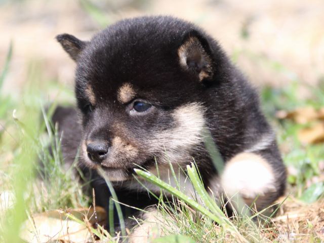 IMG_3999-shiba-puppy IMG_3999-shiba-puppy