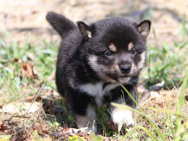 IMG_4013-shiba-puppy IMG_4013-shiba-puppy