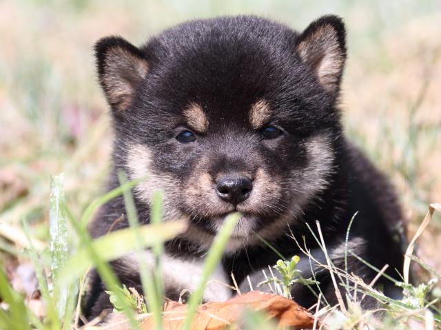 IMG_4022-shiba-puppy IMG_4022-shiba-puppy