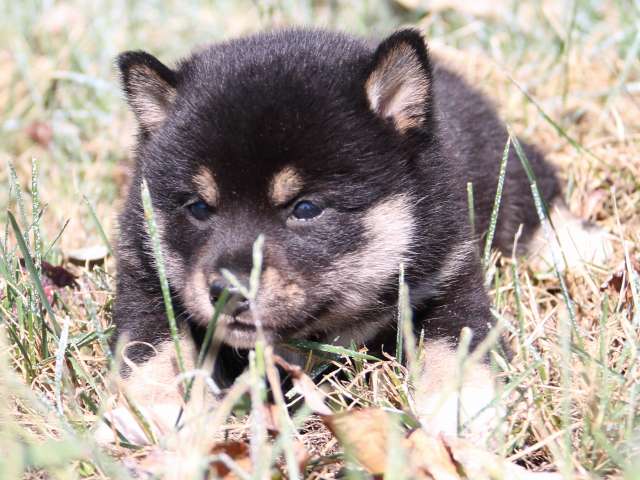 IMG_4039-shiba-puppy IMG_4039-shiba-puppy