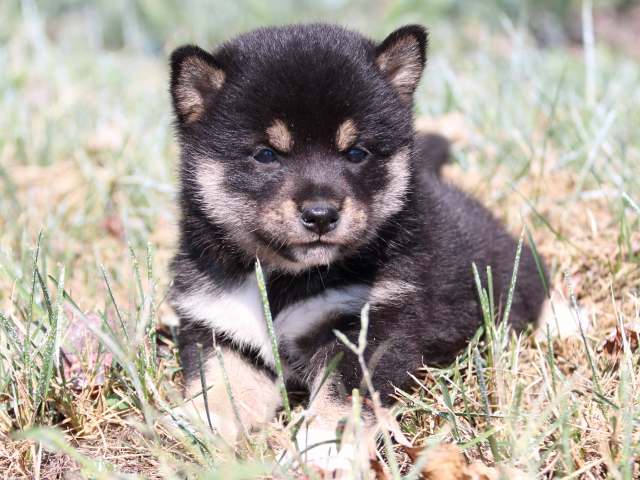 IMG_4042-shiba-puppy IMG_4042-shiba-puppy