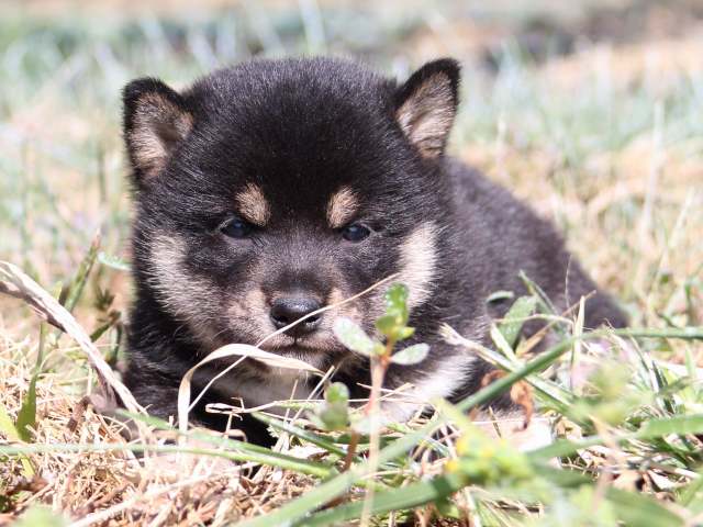 IMG_4061-shiba-puppy IMG_4061-shiba-puppy