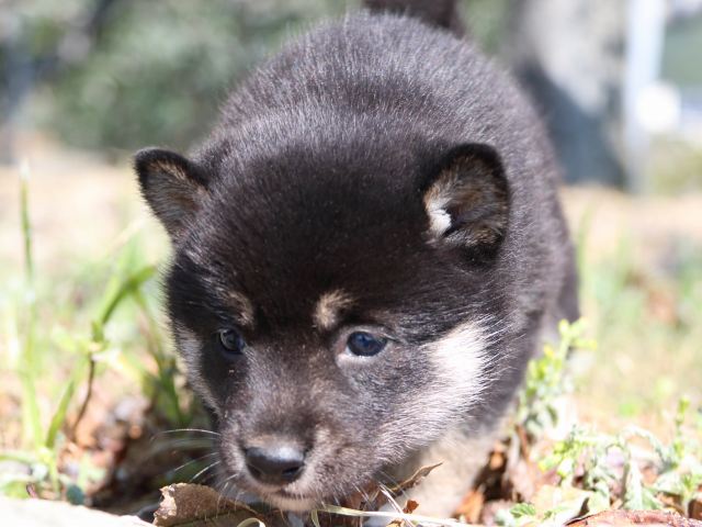 IMG_4091-shiba-puppy IMG_4091-shiba-puppy