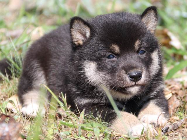 IMG_4119-shiba-puppy IMG_4119-shiba-puppy