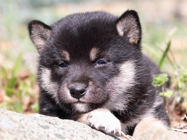 IMG_4140-shiba-puppy IMG_4140-shiba-puppy
