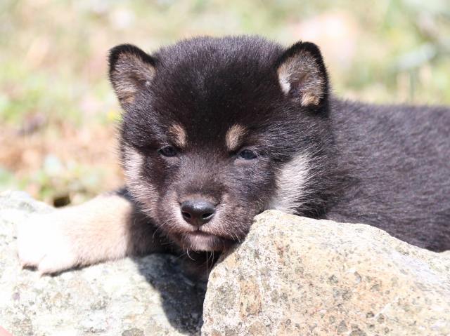 IMG_4149-shiba-puppy IMG_4149-shiba-puppy