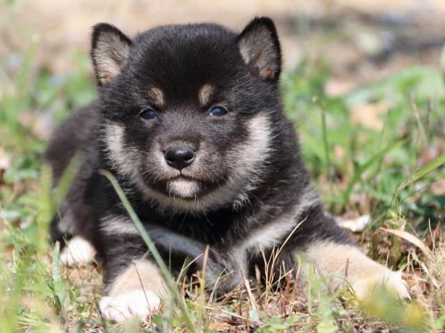 IMG_4157-shiba-puppy IMG_4157-shiba-puppy