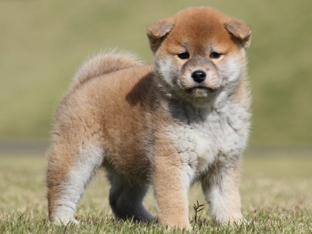 IMG_4832-shiba-puppy IMG_4832-shiba-puppy