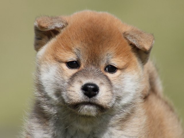IMG_4856-shiba-puppy IMG_4856-shiba-puppy